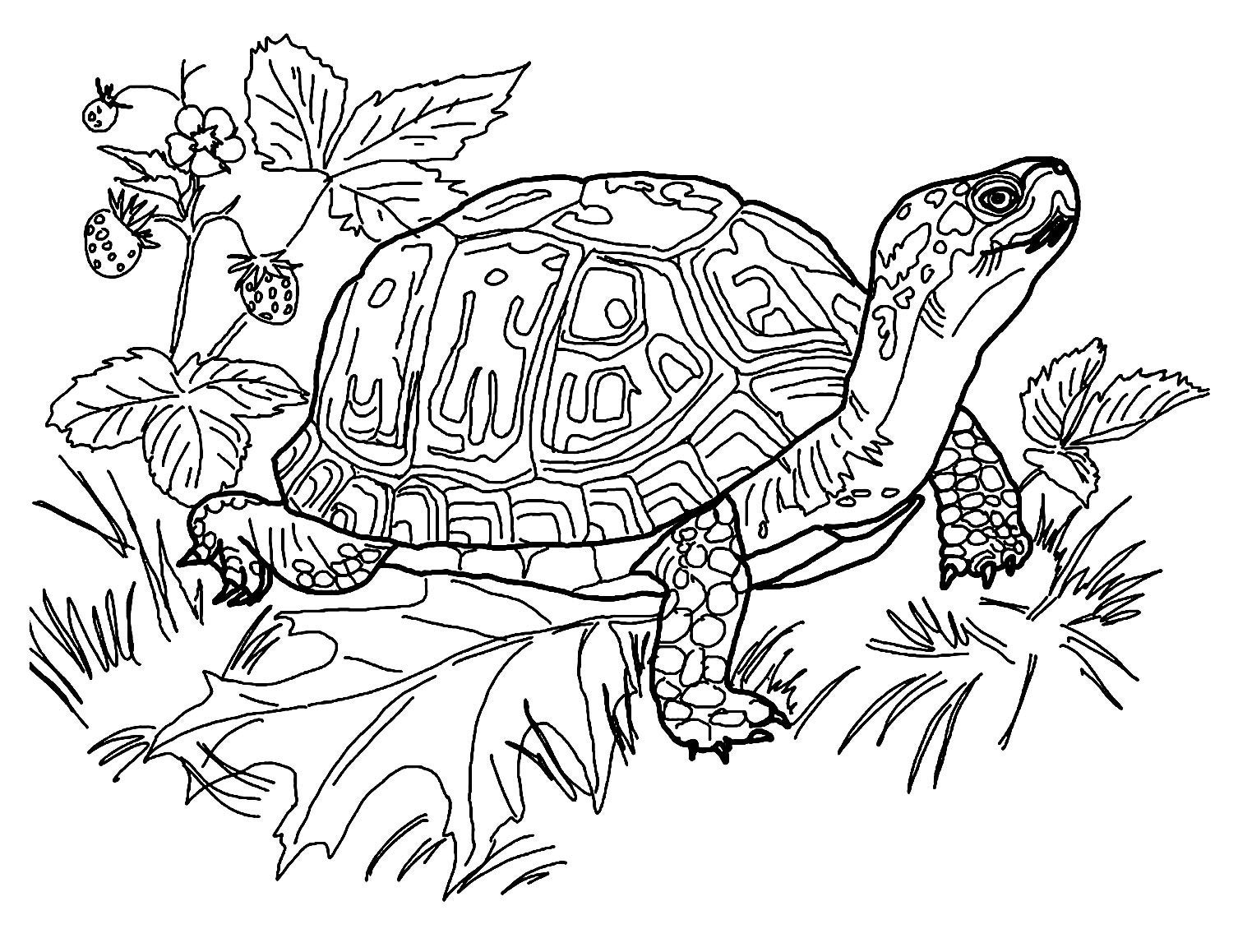 turtle coloring pages printable