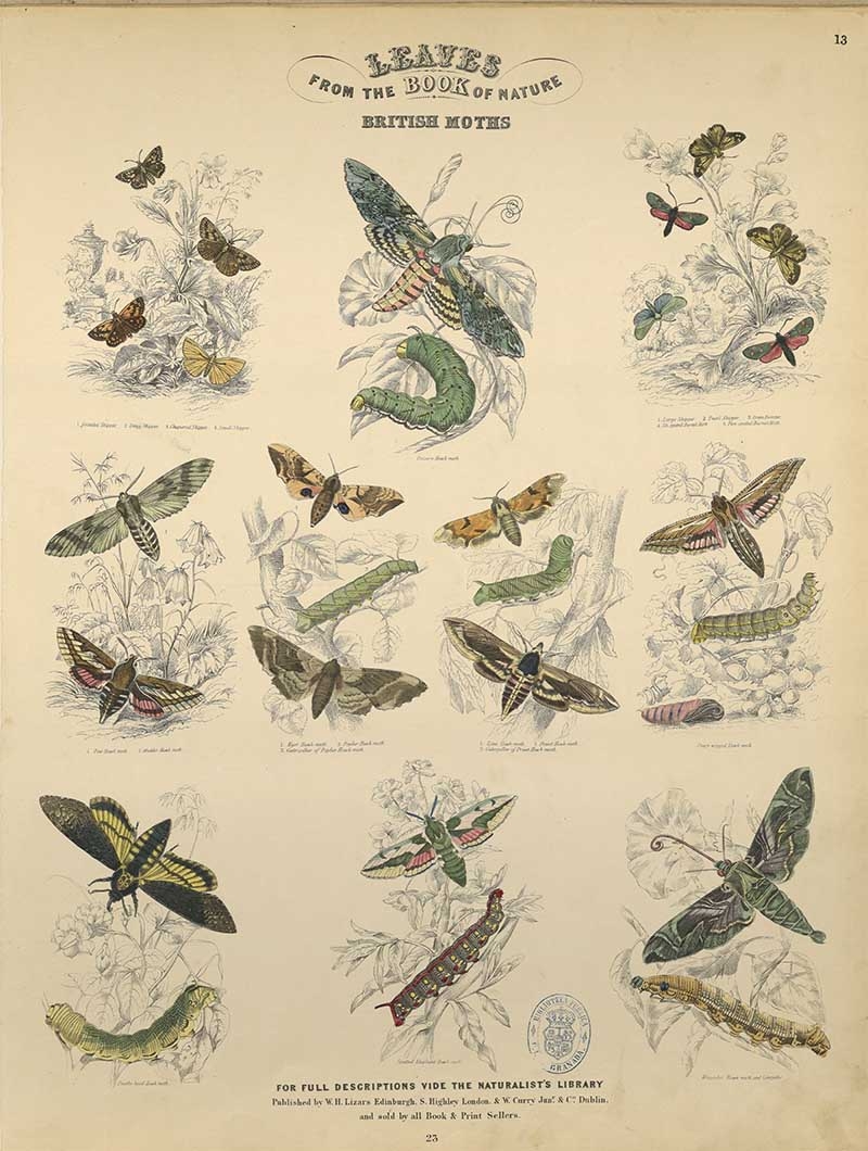 Beautiful Bugs Entomology Plates From Jardine s Naturalist s Library Picture Box Blue