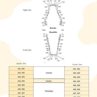 Canine Dental Chart In Illustrator PDF Download Template