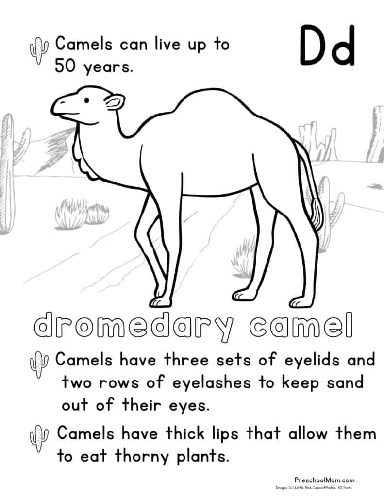 Desert Animal Coloring Pages Preschool Mom Desert Animal Coloring Pages Preschool Mom