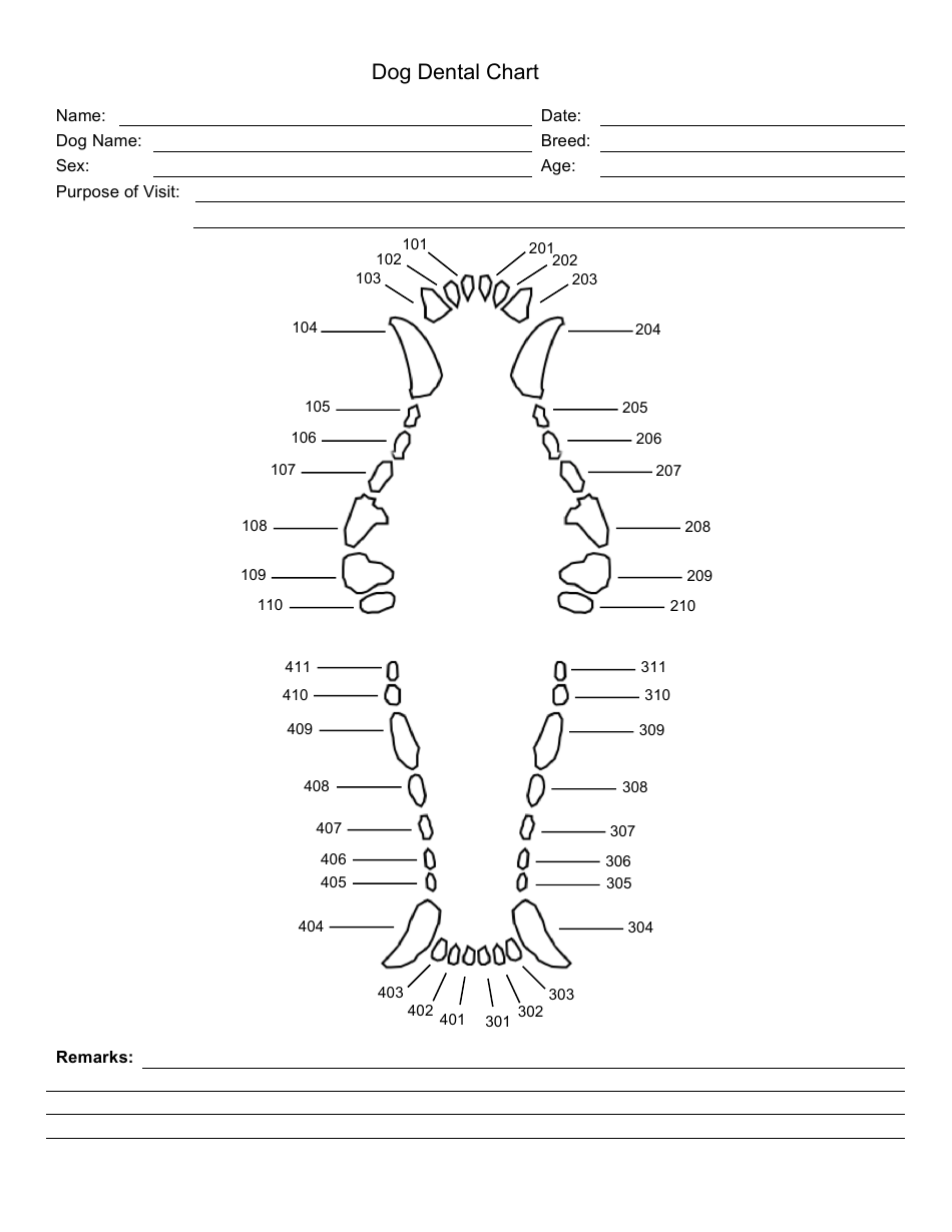 template printable canine dental chart template printable canine dental chart