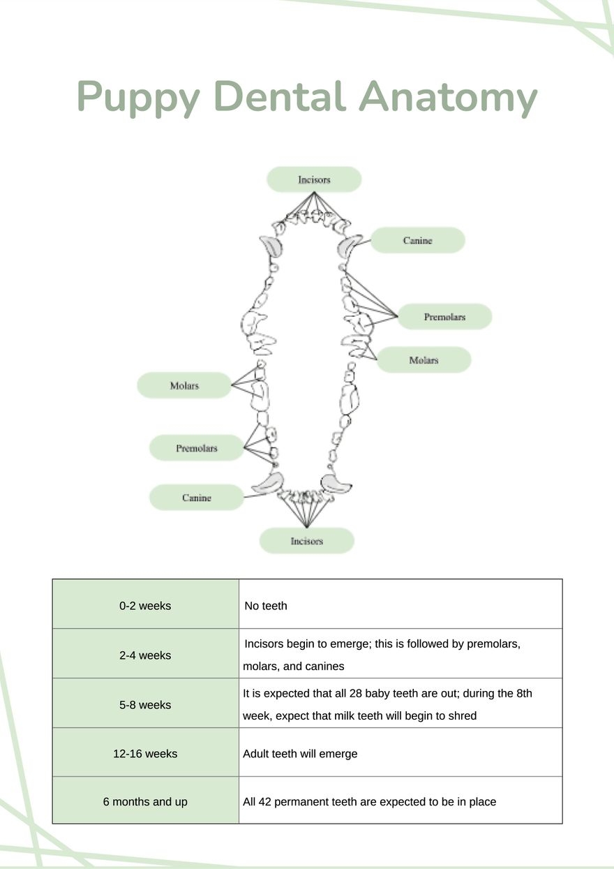 Puppy Dental Chart In Illustrator PDF Download Template Puppy Dental Chart In Illustrator PDF Download Template