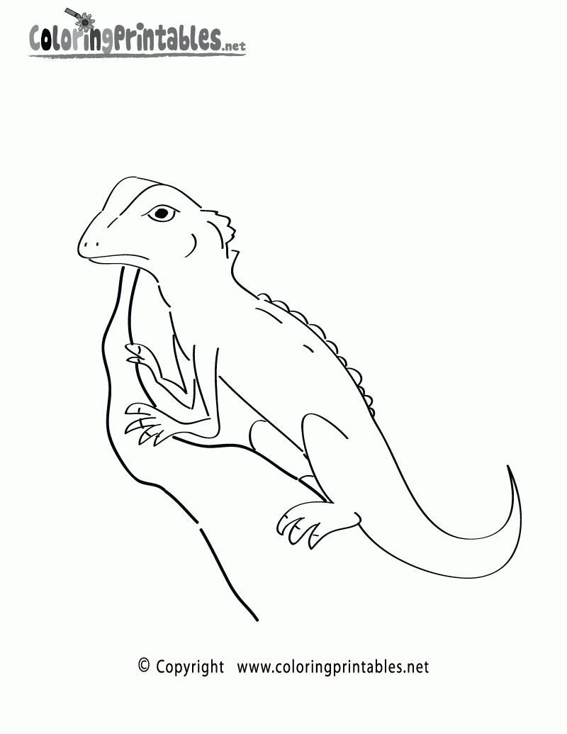 Rainforest Lizard Coloring Page A Free Nature Coloring Printable Rainforest Lizard Coloring Page A Free Nature Coloring Printable