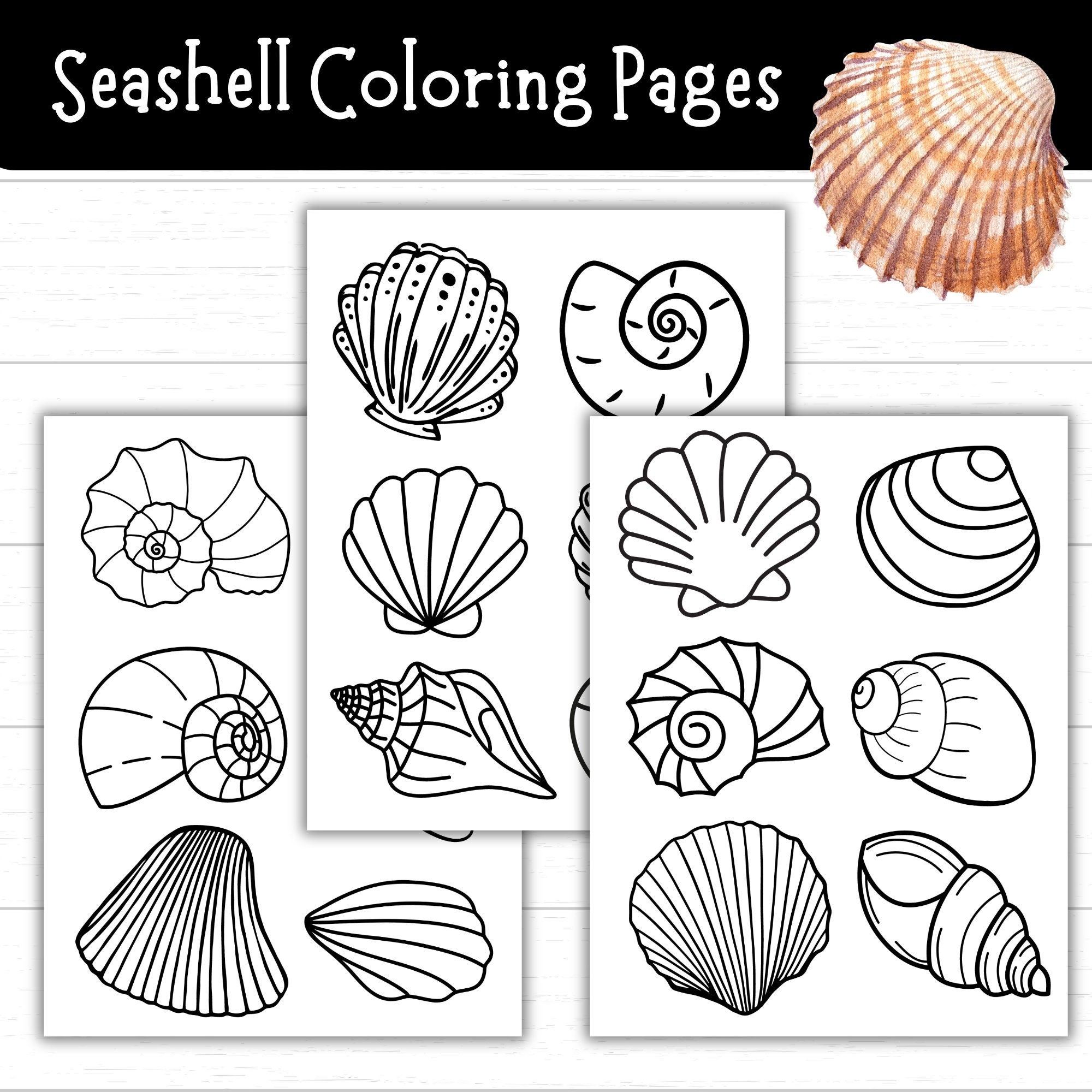 Seashell Coloring Pages Printable Blank Seashell Templates For Crafts Ocean Theme Crafts For Kids Beach Activity Shell Printables PDF Etsy Seashell Coloring Pages Printable Blank Seashell Templates For Crafts Ocean Theme Crafts For Kids Beach Activity Shell Printables PDF Etsy