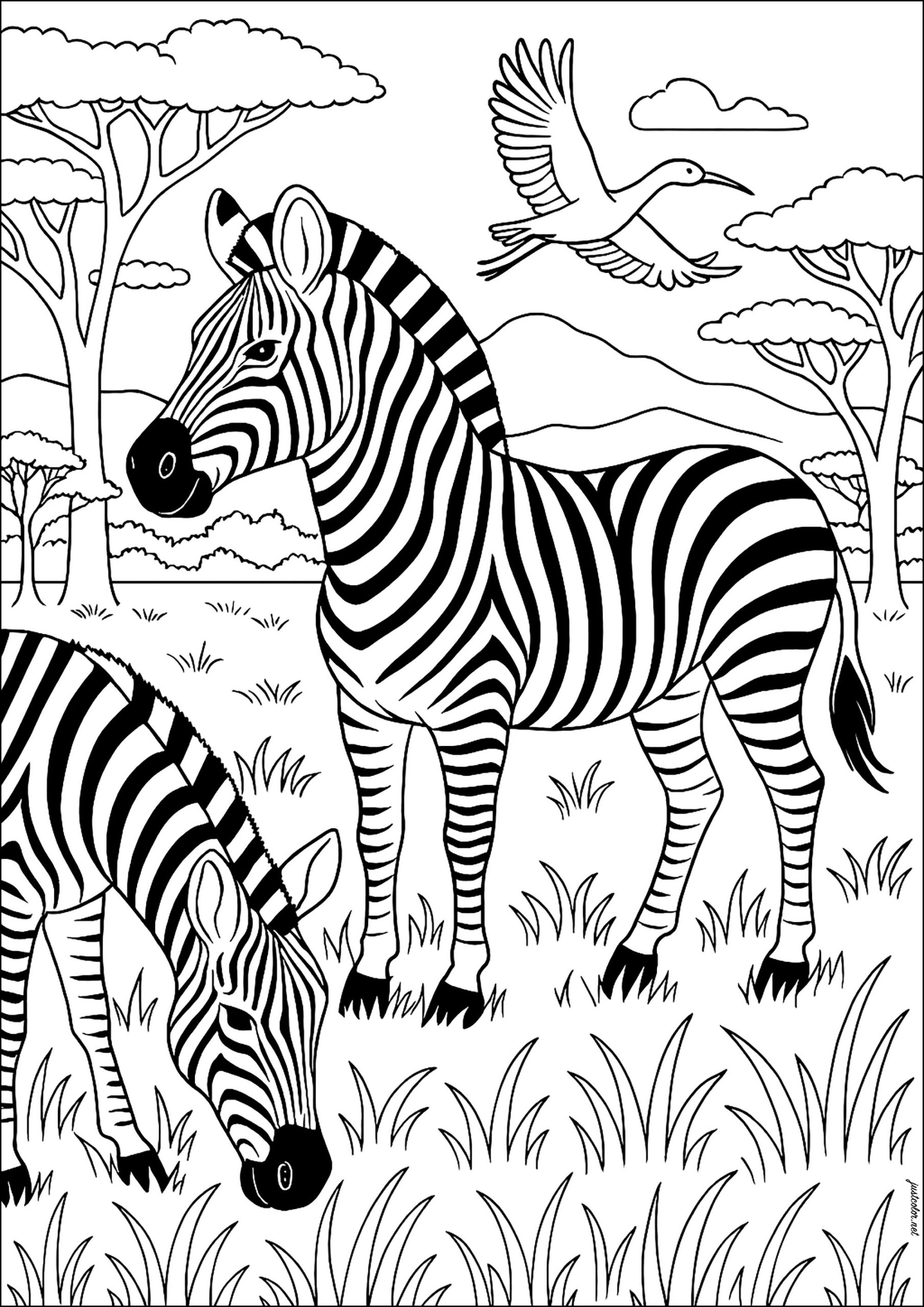 Two Zebras In The African Savannah Zebras Coloring Pages Two Zebras In The African Savannah Zebras Coloring Pages