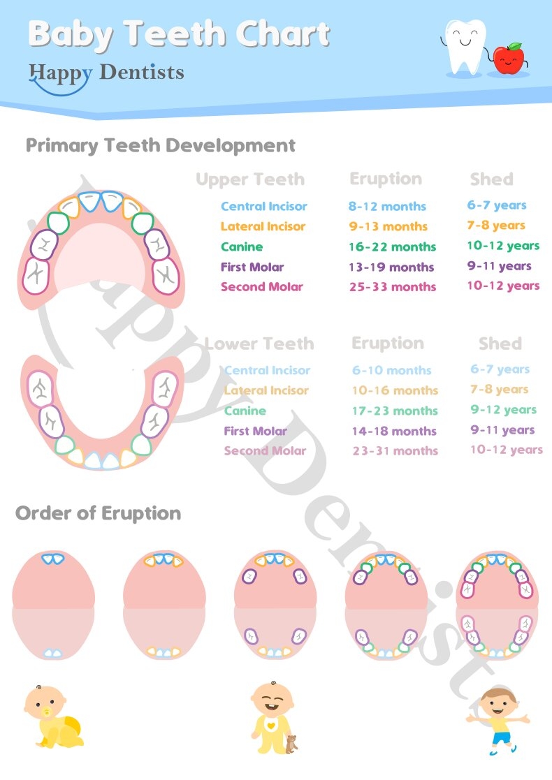 Baby Tooth Chart Happy Dentists