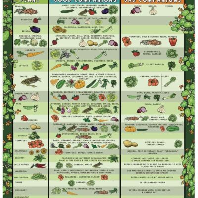 Companion Planting Chart Growin Crazy Acres
