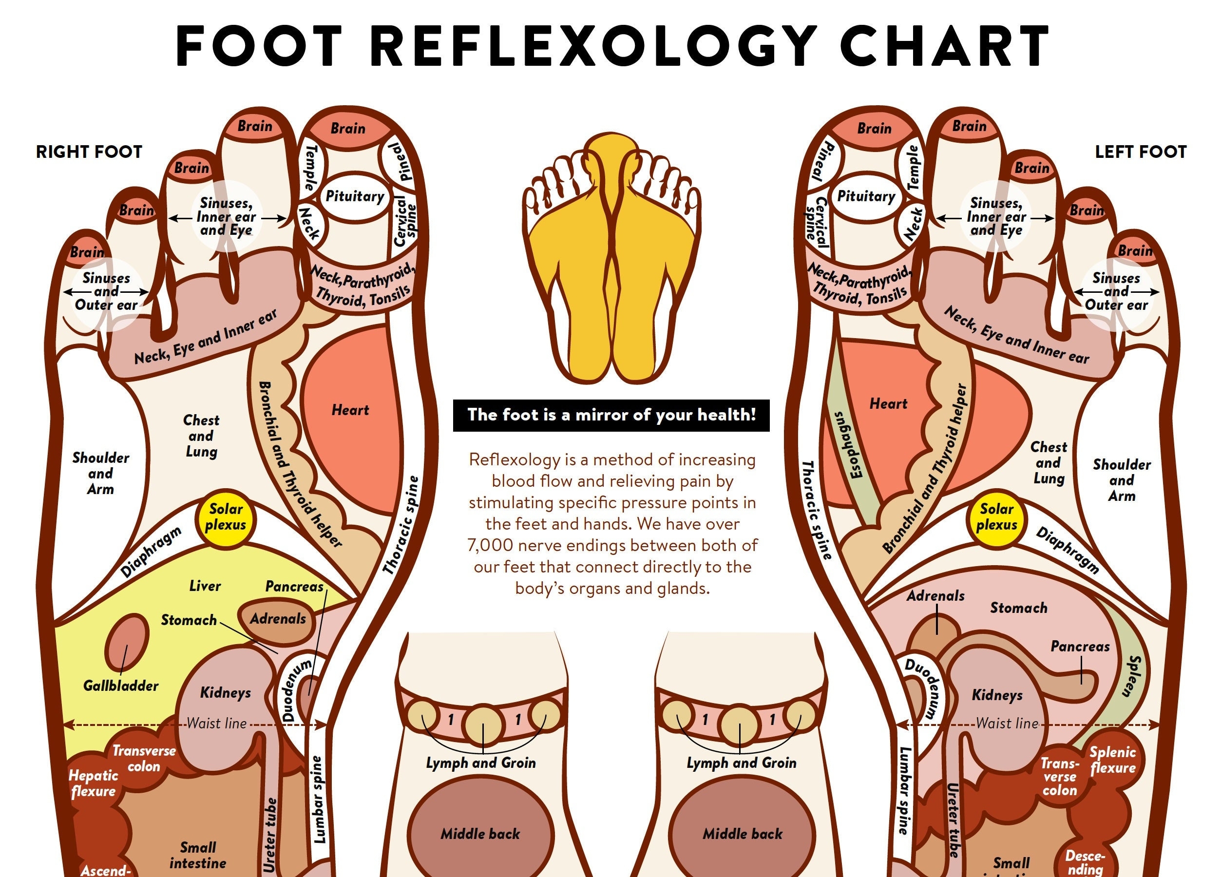 Foot Acupressure And Reflexology Chart PRINTABLE INSTANT DOWNLOAD Massage Technique Labeled Foot Map Information Chart Poster Wall Art Etsy Norway