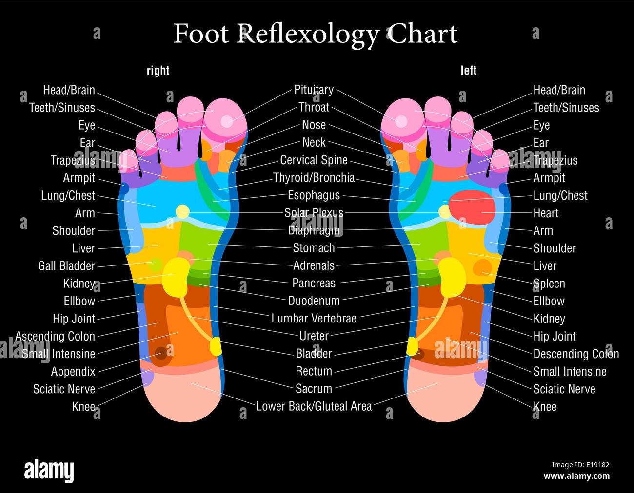 reflexology foot chart printable reflexology foot chart printable